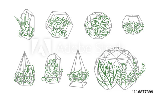 500x307 Succulent In Terrarium Illustration Line Sketch Set