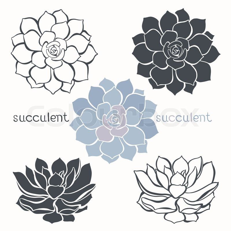 800x800 Succulent Line Drawing
