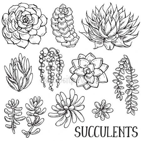 450x450 Image Result For Draw A Succulent Plant Drawing Obsessed