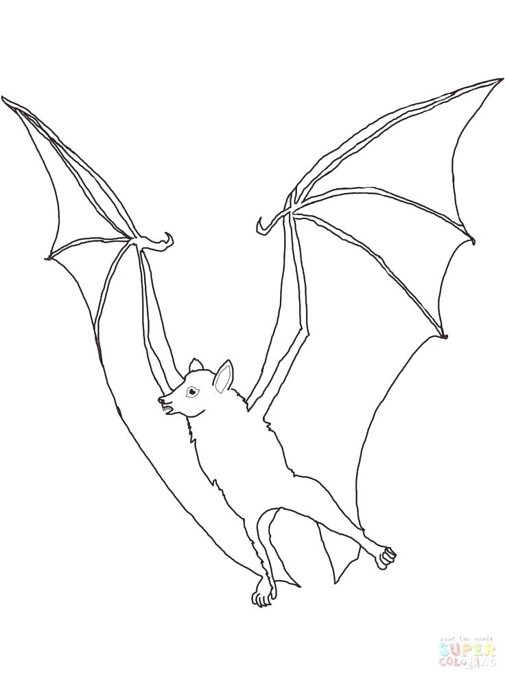 736x981 Drawn Bat Fruit Pencil And In Color Coloring Pages Draw A Template