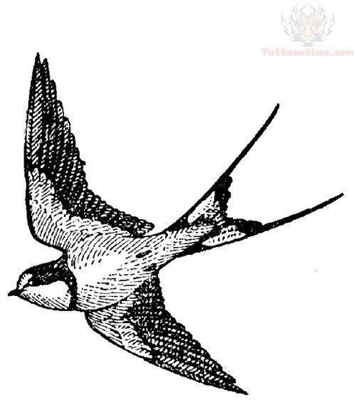 500x569 Drawn Swallow Sparrow
