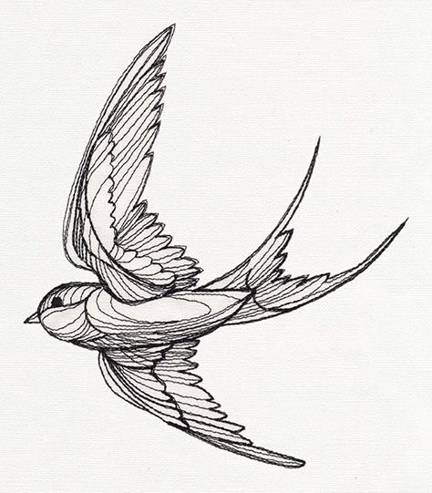 474x541 39 Best Swallow Bird Tattoo Drawing Designs Images