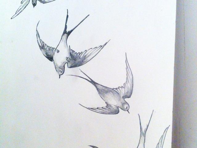 640x480 Drawn Swallow Outline