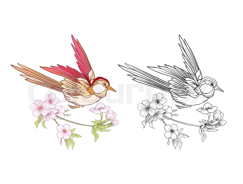 800x606 Flowers And Swallow. Set Of Colored Sample And Outline Drawing