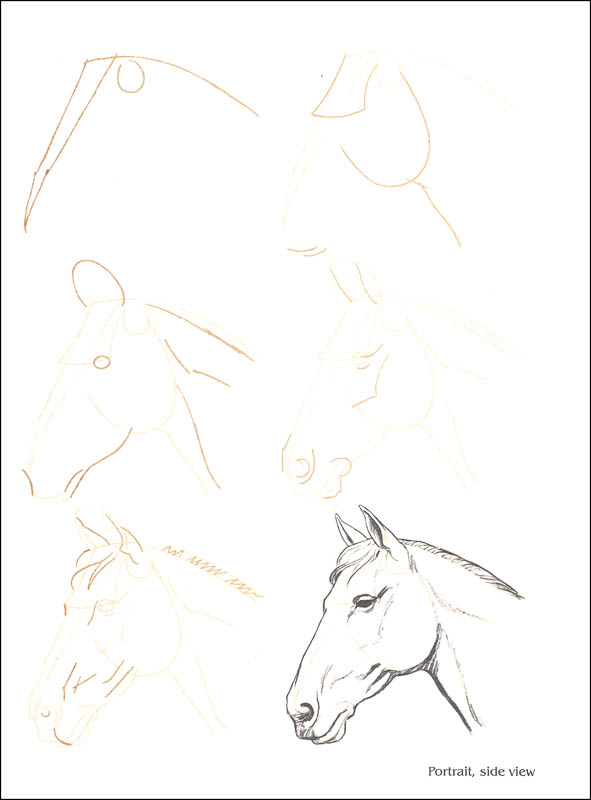 591x800 Draw 50 Horses) (Watson Guptill Publishers) (007096)