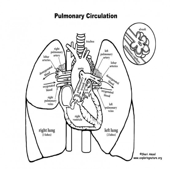 554x550 Respiratory System Drawing Anatomy And Physiology Of Animals