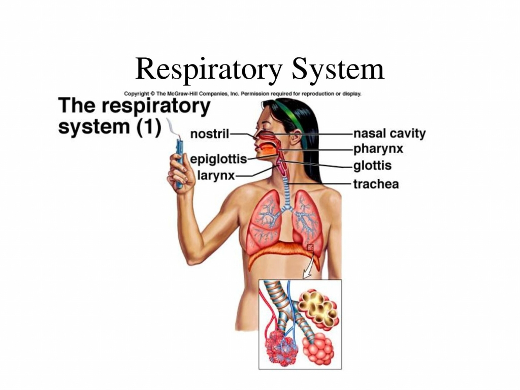1024x768 Respiratory System Drawing For Kids Respiratory System For Kids