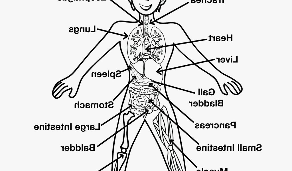 1024x600 Draw Diagram Best Of Skeletal System Drawing Drawing Art Gallery