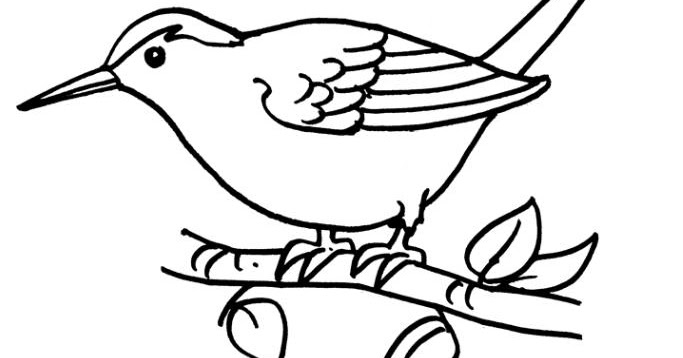 683x358 Collection Of Tailor Bird Drawing High Quality, Free