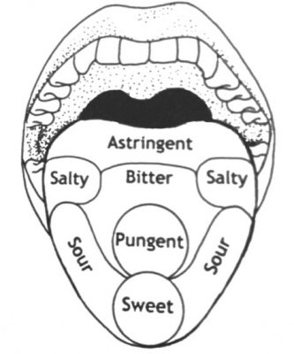 333x400 The Concept Of The 6 Tastes