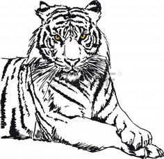 236x229 Gallery For White Tiger Drawing Sketch Grissom Reunion