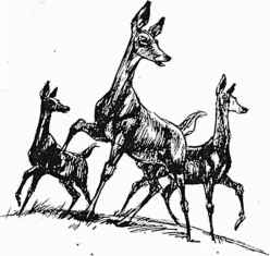 248x235 Tips On Drawing Animals