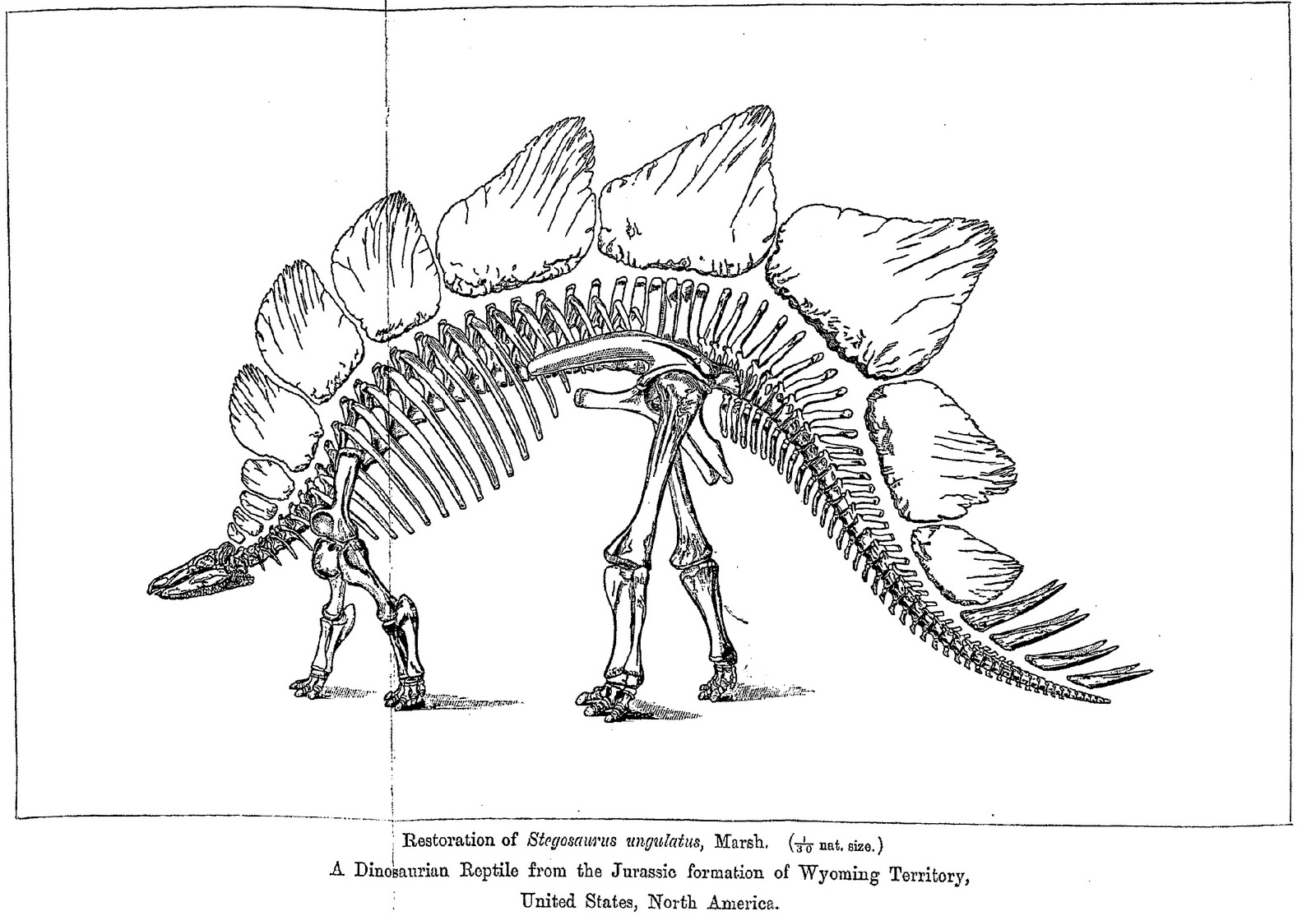 1600x1114 A History Of Skeletal Drawings Part 2