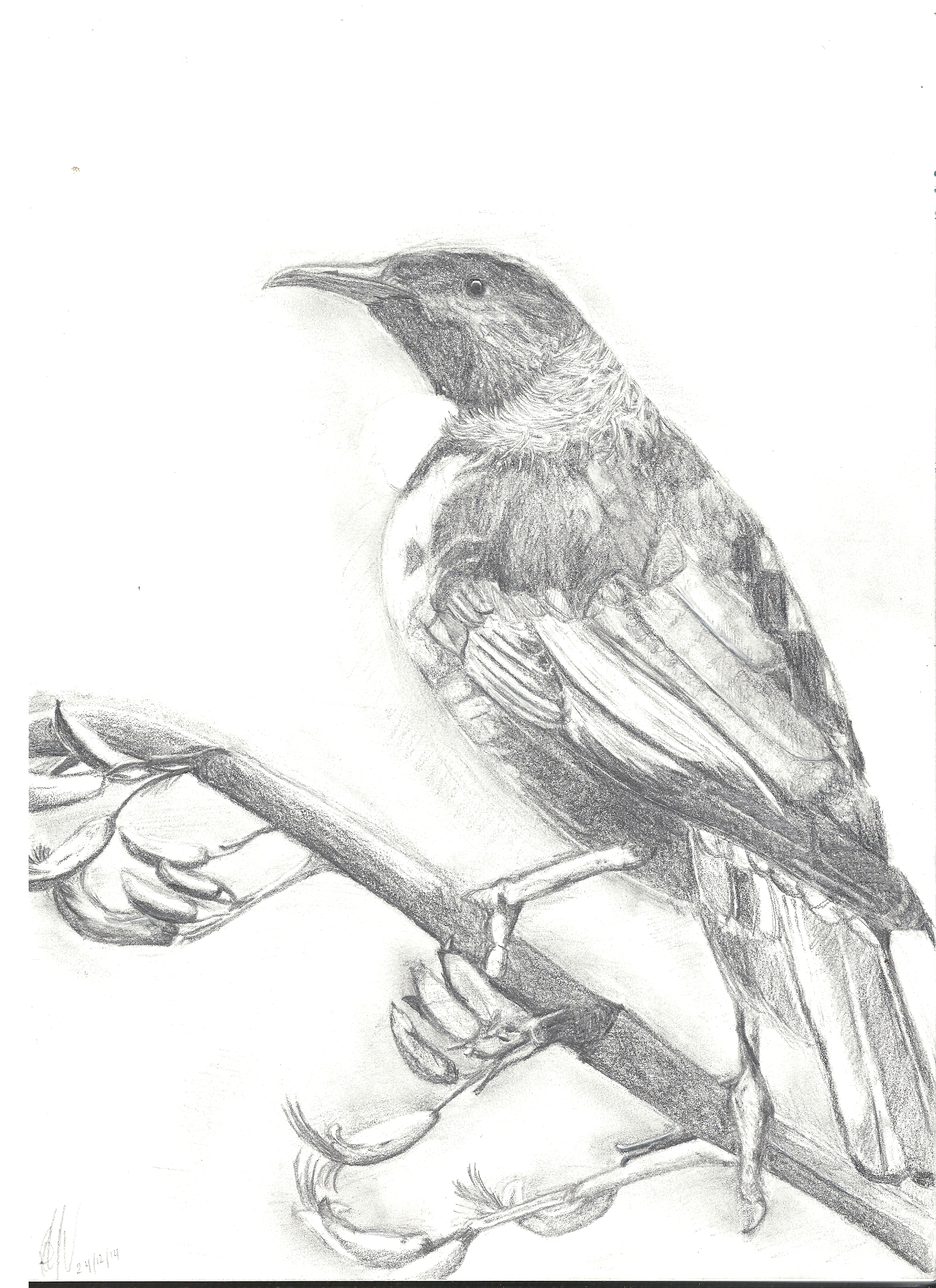 1700x2338 Tui By Rooster Crow