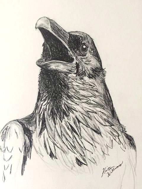 480x640 How To Draw A Crow And How To Draw A Cartoon Crow Step By Step Ere