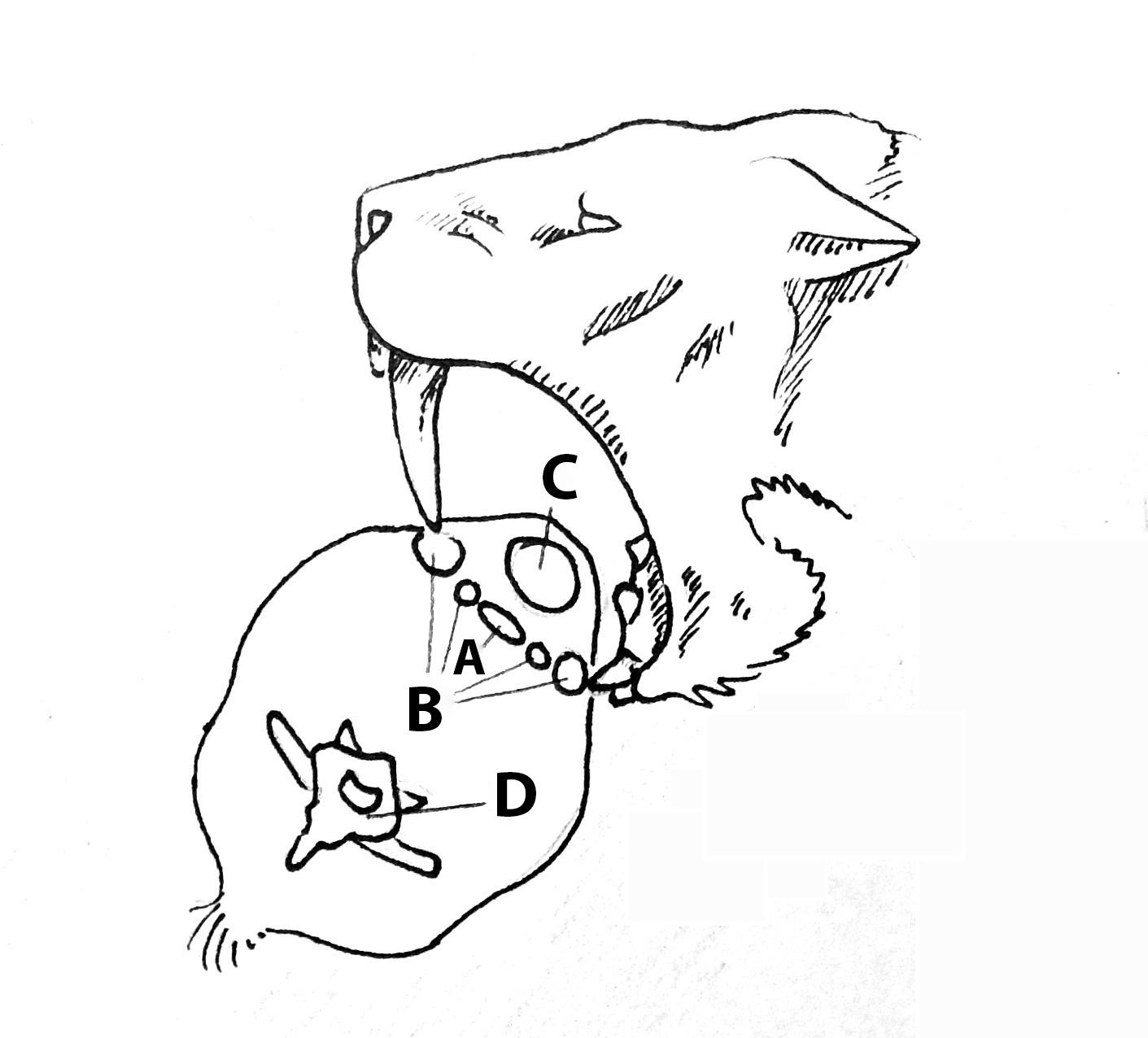 1411x1276 Filethroat Shear.jpg