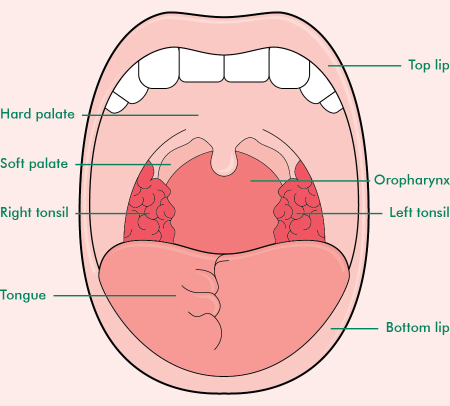 900x812 Photos Diagram Inside Mouth And Throat,