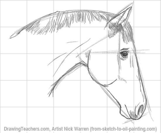 550x455 How To Draw A Tiger Horses Horse Drawn, Horse