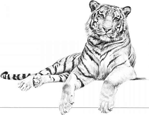 Tiger Pencil Drawing Images