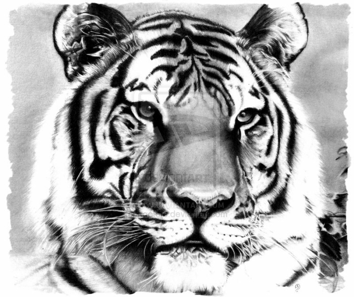 700x588 Pencil Drawings Of Animals By Debbie Engel
