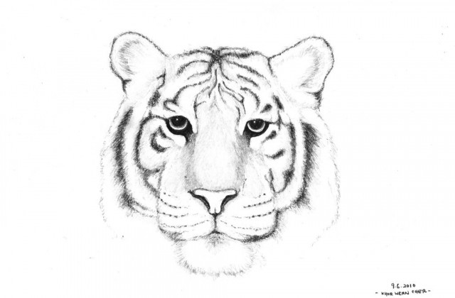 640x420 Tag For Easy Drawing Of A Tiger Easy Pencil Drawings Of Tigers