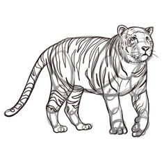 236x236 Tiger Pencil Drawing Pencil Drawings Tigers, Tiger