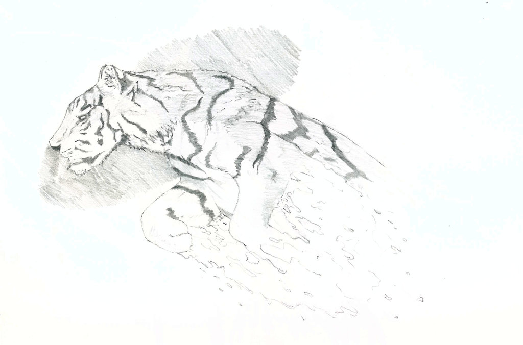 1024x676 Water Tiger Pencil Sketch By Tyclark