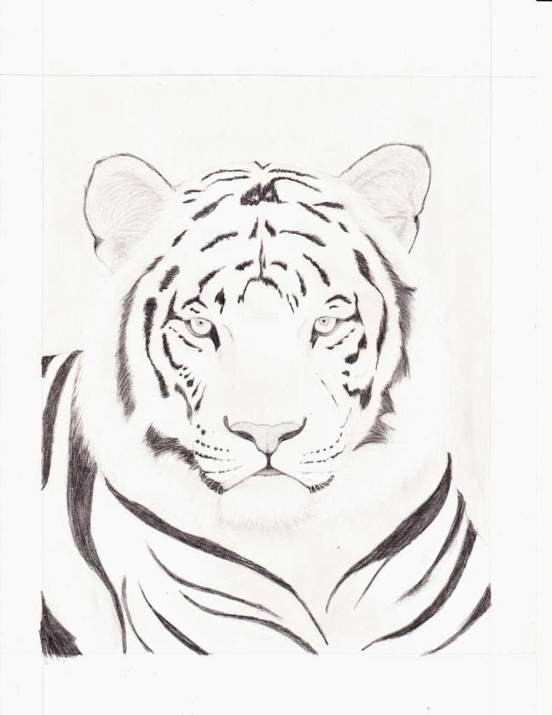 791x1024 Drawn White Tiger Pencil