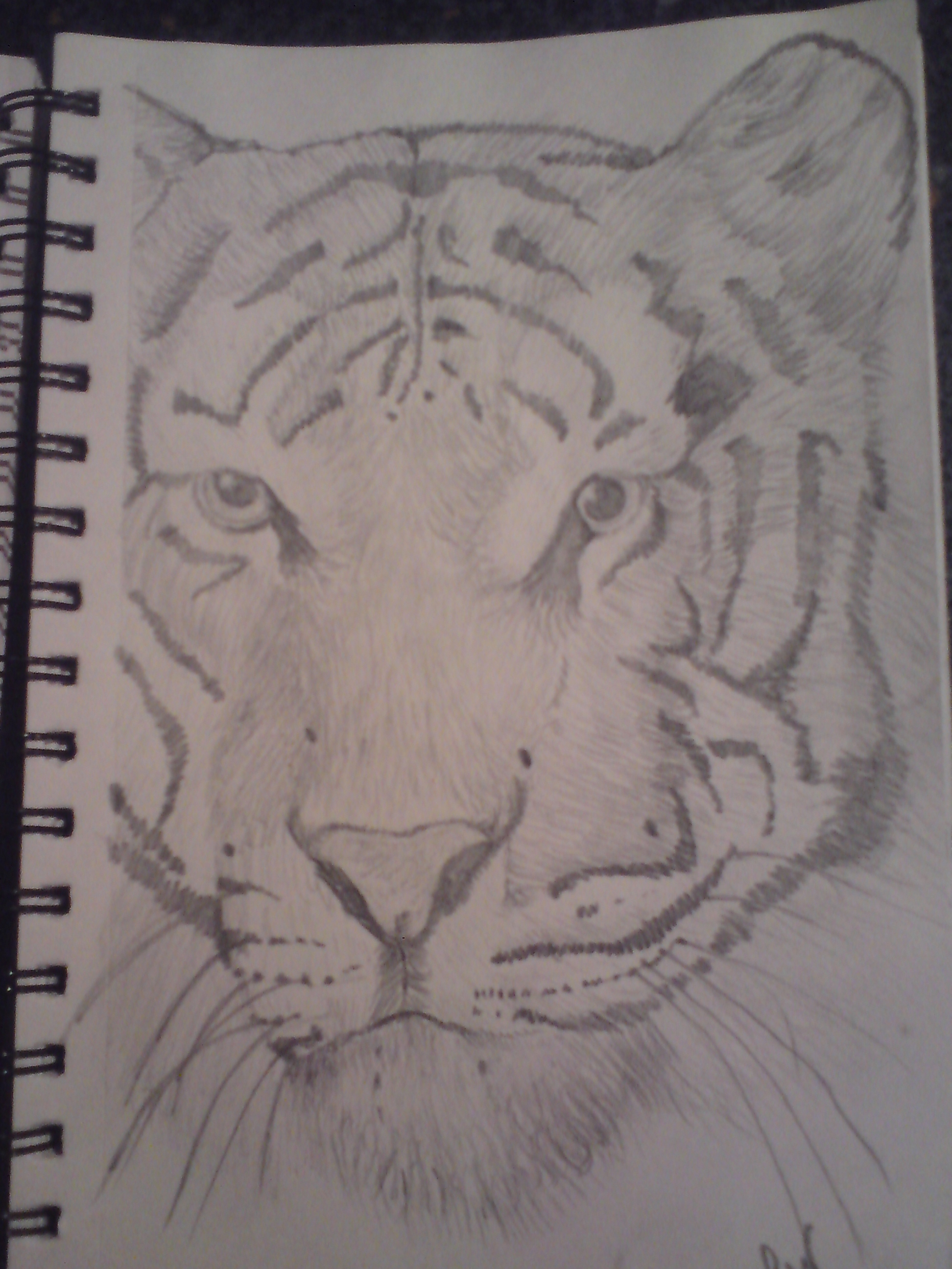 1944x2592 Tiger Pencil Drawing Lucyjain's Blog