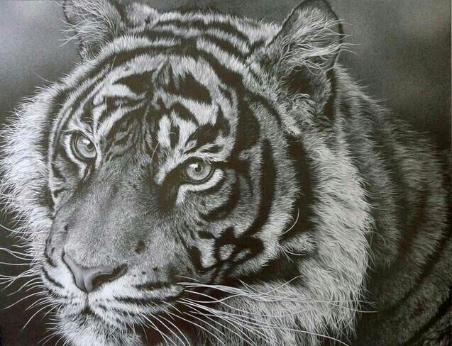637x488 Tiger Pencil Drawing Art Sketches And Artwork