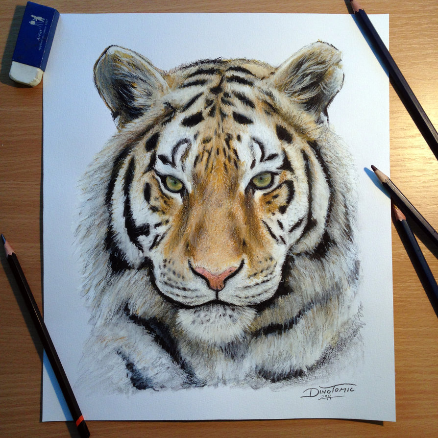 894x894 Tiger Pencil Drawing By Atomiccircus