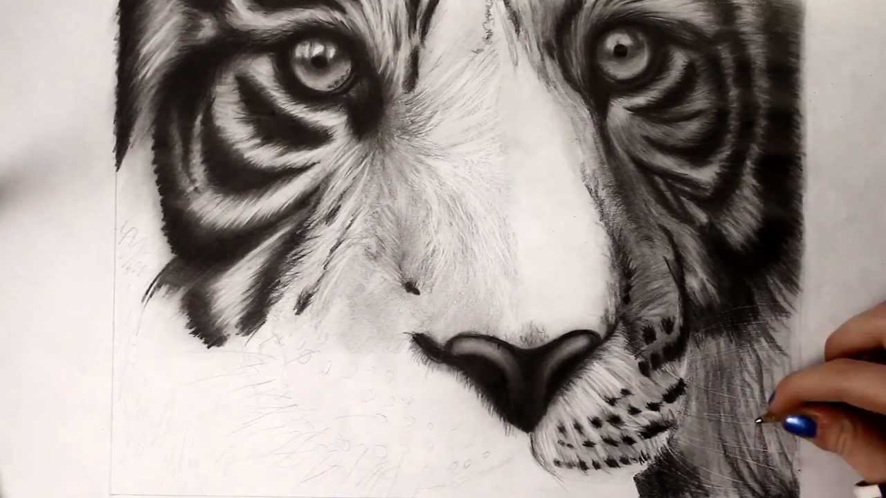 1280x720 White Tiger Pencil Drawing