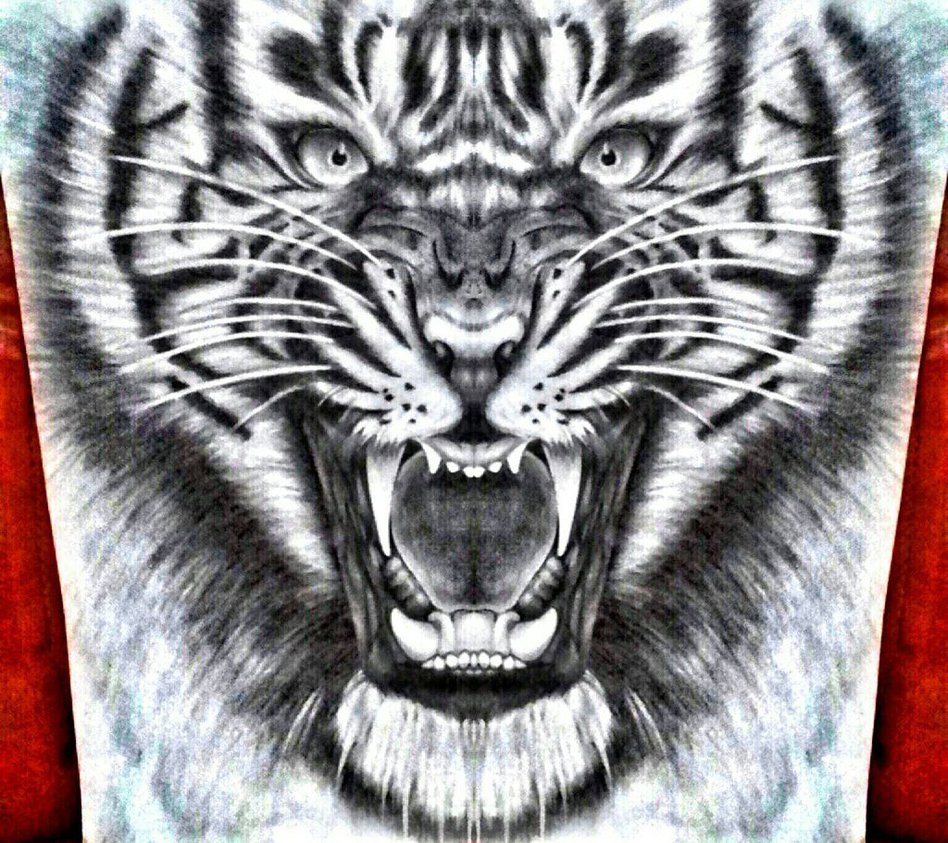 948x843 Tiger Pencil Drawing. By Rianprakasa