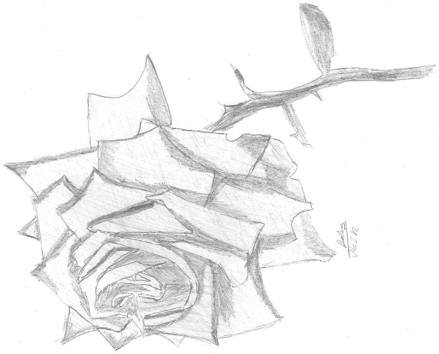 900x726 Rose Drawing By Nobody