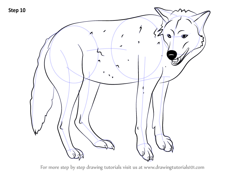 844x598 Learn How To Draw A Timber Wolf (Wild Animals) Step By Step