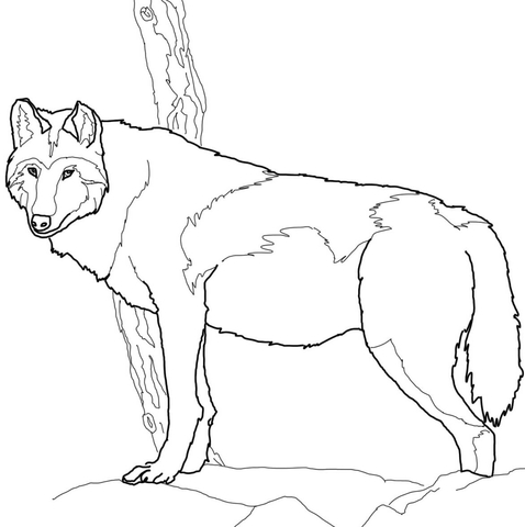 478x480 Timber Wolf Coloring Pages