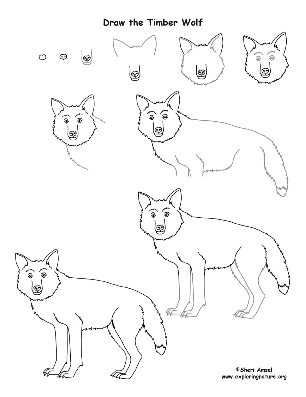 612x792 Wolf (Timber) Drawing Lesson