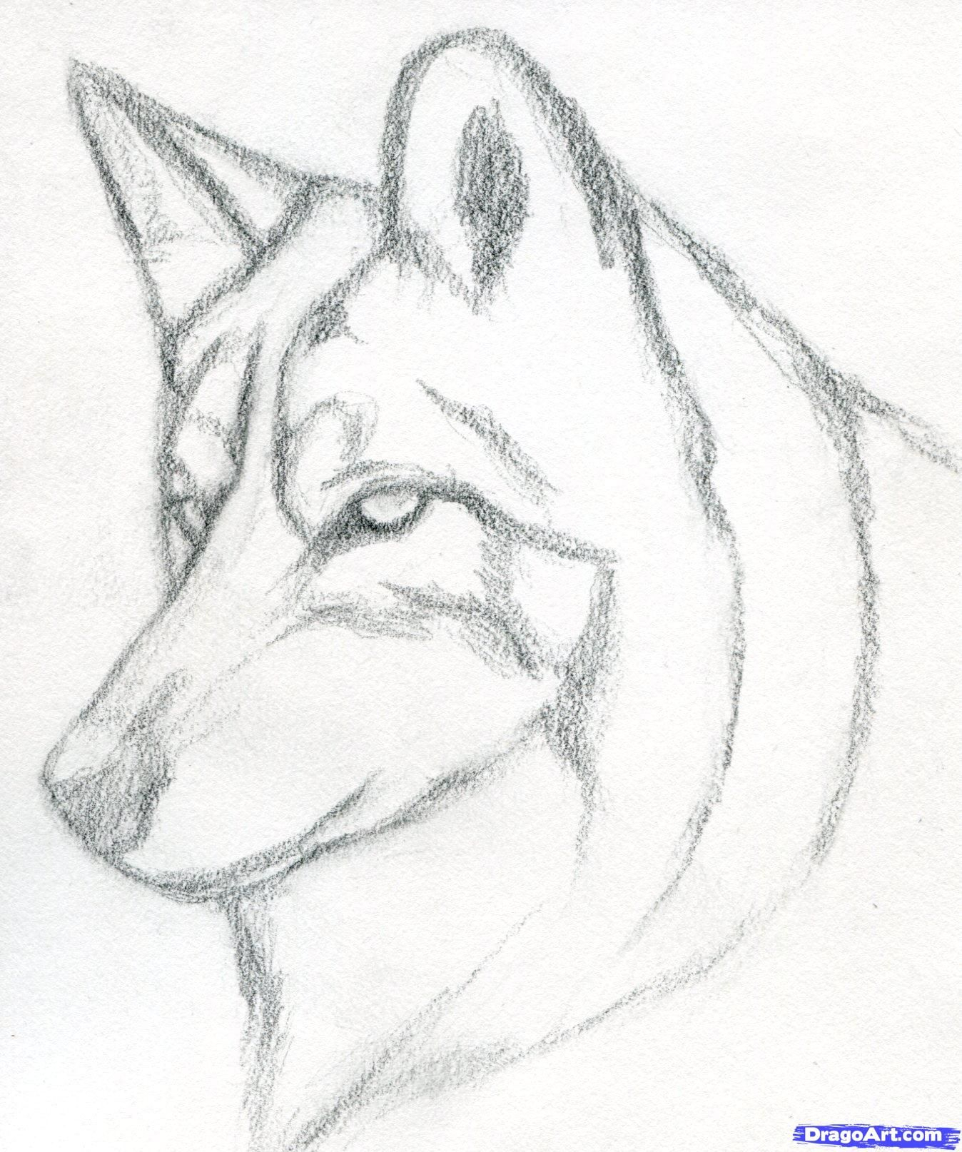 1348x1614 Wolf Sketch Easy How To Draw A Wolf Head, Mexican Wolf Step 3