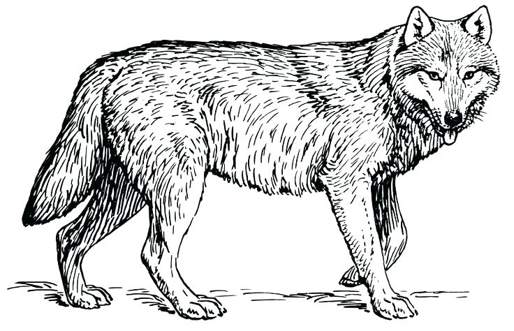 736x474 Timber Wolf Coloring Pages Gray Wolf Drawing