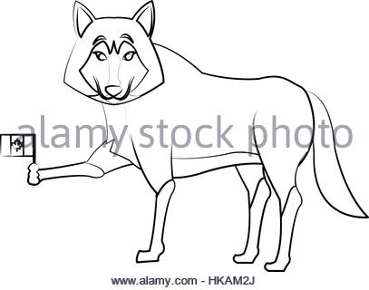 407x320 Wild Dog Timber Wolf Drawing Photo Picture Image Copy Deduction