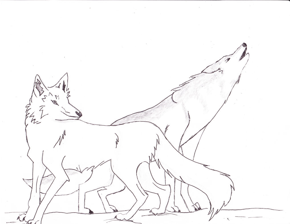 1017x786 Arctic Fox And Timber Wolf By Nihon No Ookami