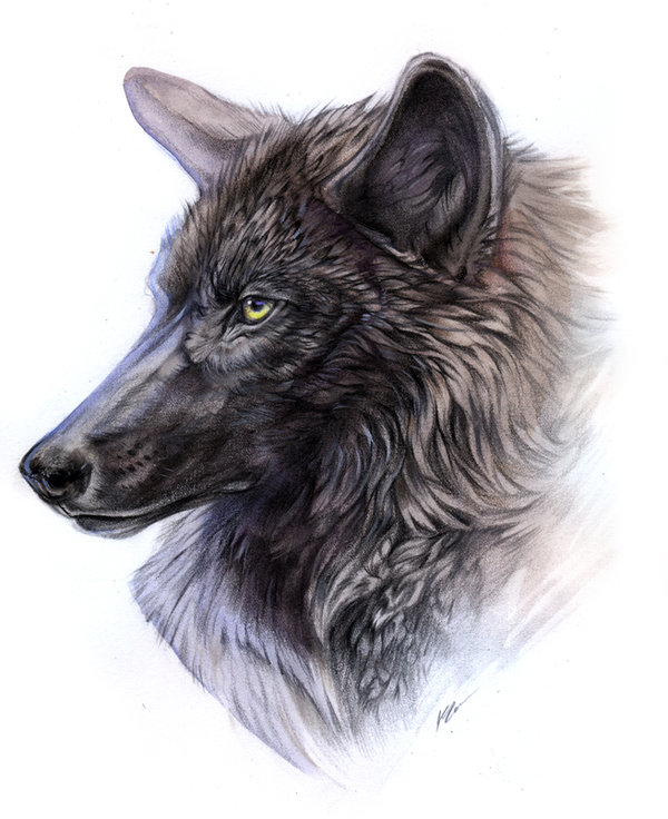 600x736 Black Timber Wolf By Exileden