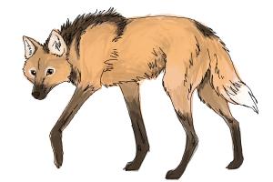 300x200 How To Draw A Real Grey Timber Wolf