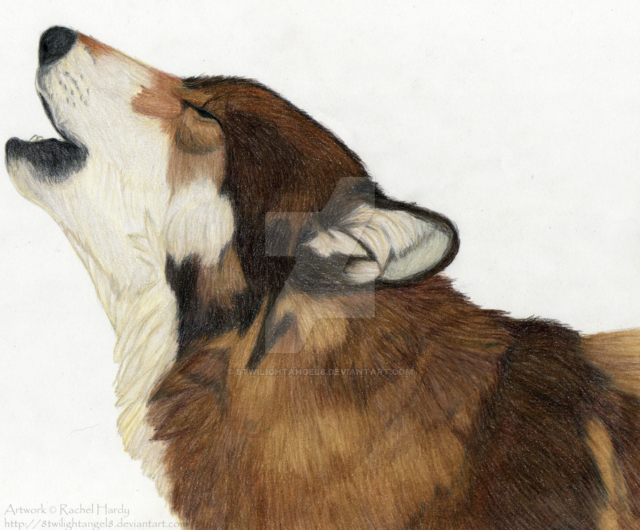 900x746 Howling Timber Wolf By 8twilightangel8