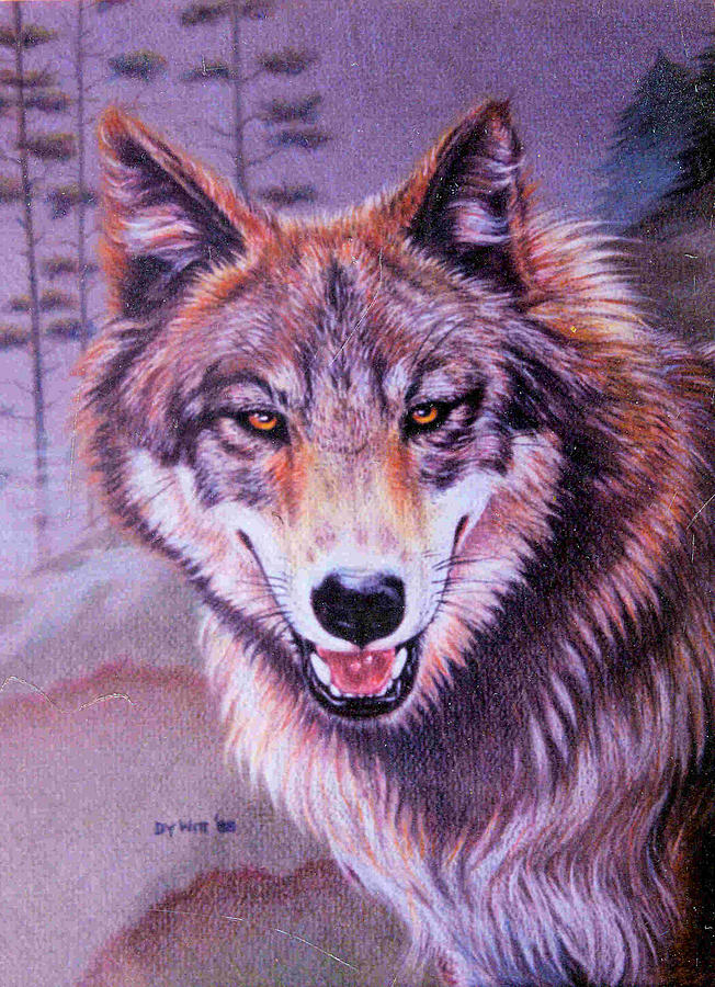 652x900 Timber Wolf Drawing By Dy Witt