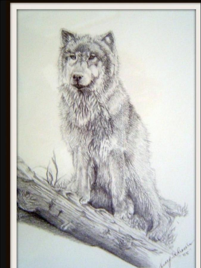 675x900 Timber Wolf Drawing By Nancy Cooper