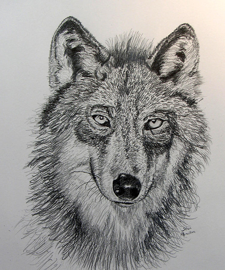 751x900 Timber Wolf Drawing By Stan Hamilton