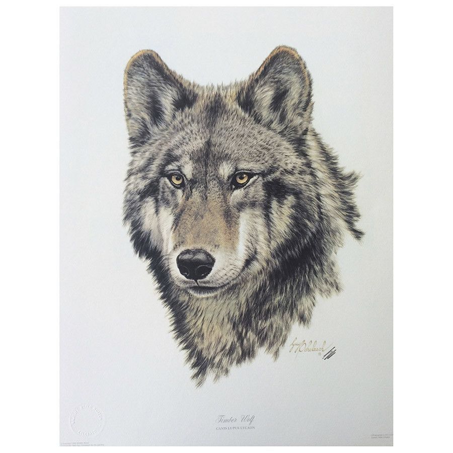900x900 Timber Wolf Head Print Signed By Artist Guy Goheleach. 20h X 16w