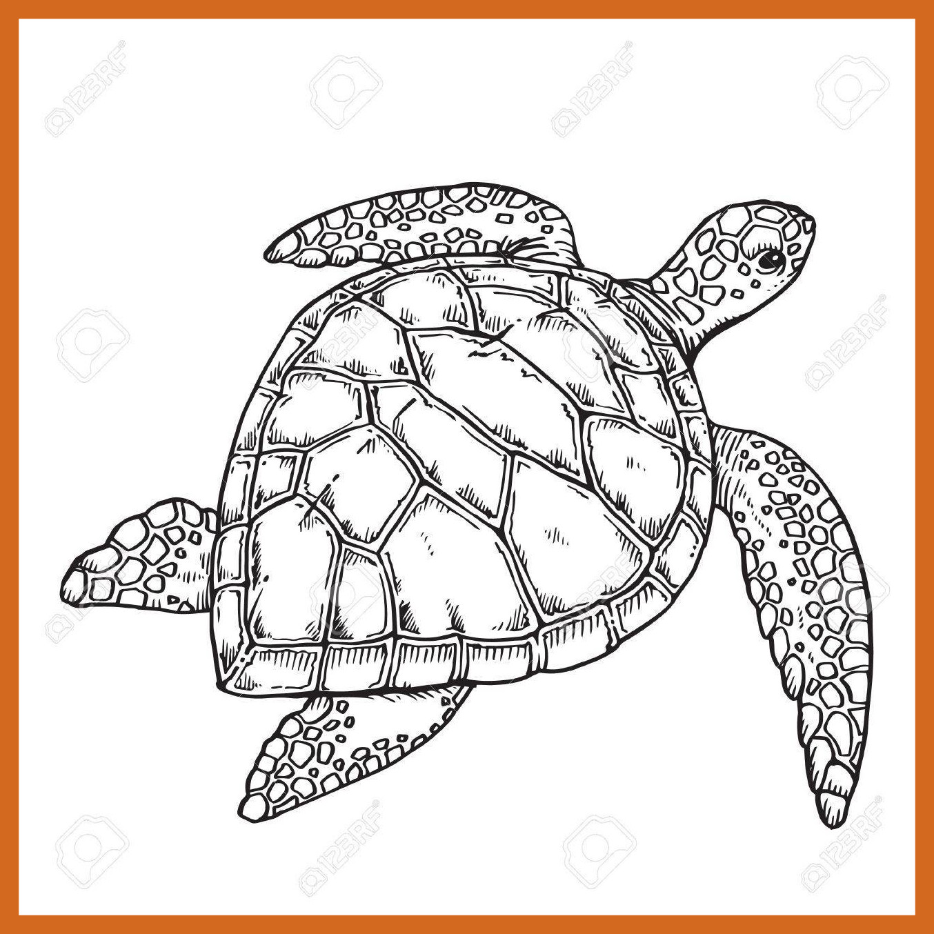 1354x1354 Shocking Green Sea Turtle Drawing At Getdrawings For Personal Use