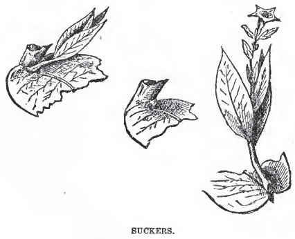 426x346 How To Grow Tobacco View Topic